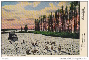 Flock of sheep at TSUKISAPPU, Japan. 1940-50s