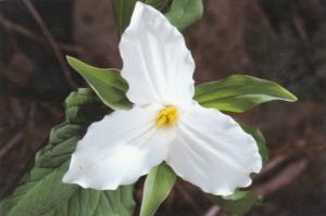 Flowers Large Flowered Trillium Shenandoah National Park