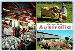 Greetings from AUSTRALIA ~ Sheep Shearing BOONOKE SHEEPSTATION 4 x 6  Postcard