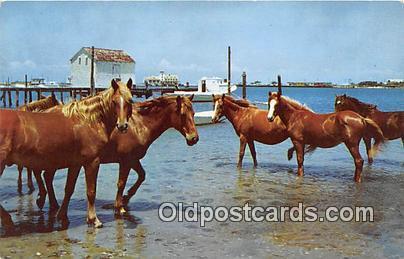 Outer Banks Poines Ocracoke Island, North Carolina Postcard Post Card Ocracok...