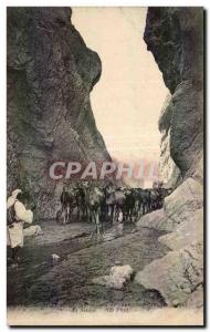 Old Postcard Algeria Camel Camel