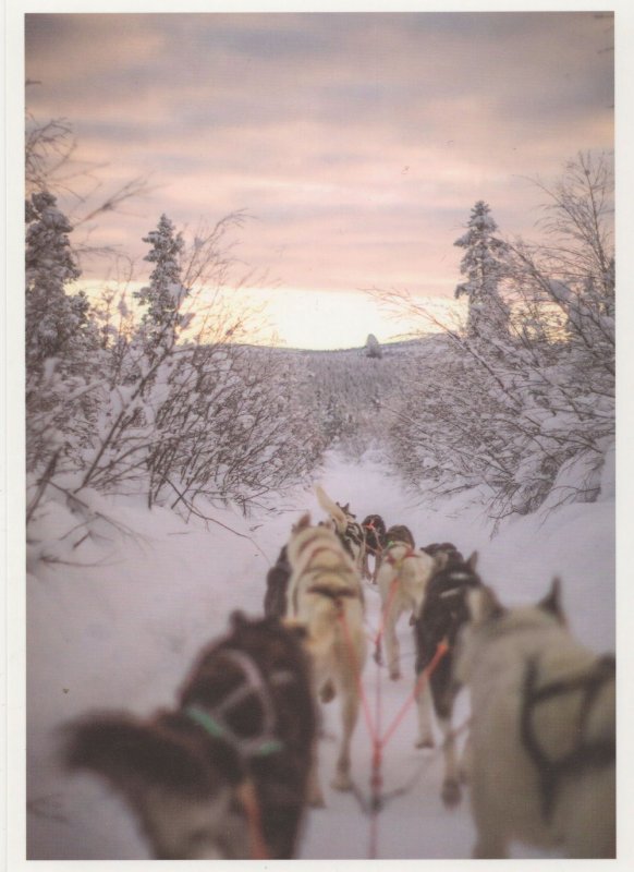 Pack Of Hunting Snow Dogs Wolves Walking In Winter German Postcard