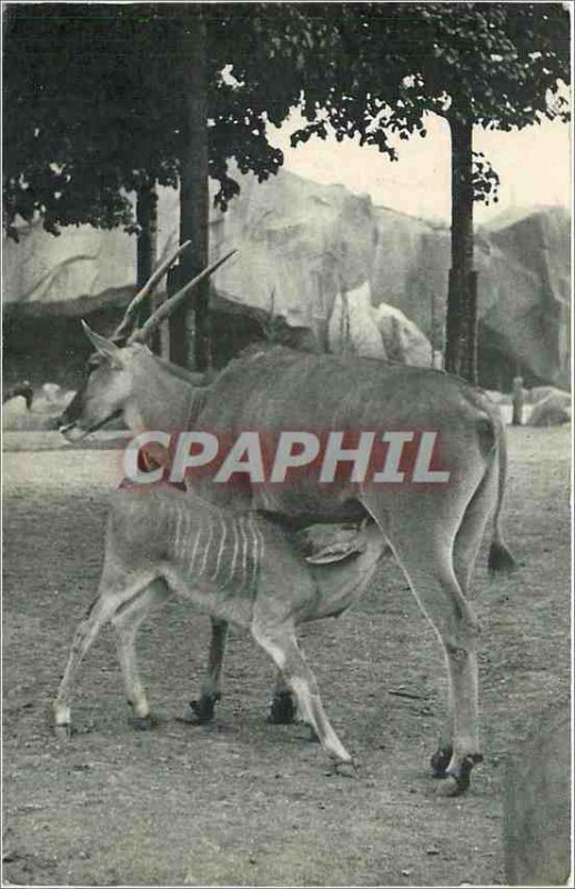 Old Postcard National Museum of Natural History Zoological Park, Bois de Vinc...