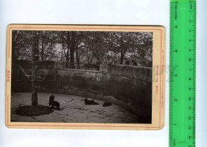 254754 SWITZERLAND BERN ZOO BEARS 1893 year CABINET PHOTO