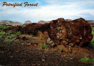 Arizona Petrified Forest National Park Old Faithful Log