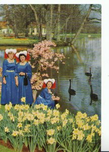 Netherlands Postcard - Keukenhof - Lisse - Black Swans and Daffodils Ref 20586A