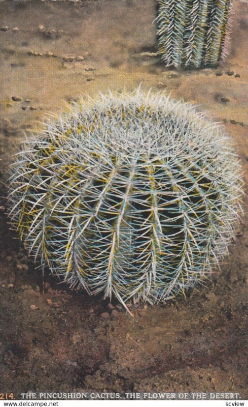 The Pincushion Cactus, The flower of the desert, 1900-10s