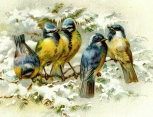 1896 Fleischmann & Co.'s Yeast Banner Picture Beautiful Wild Birds Snow #S