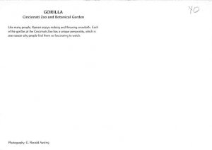 Gorila, Cincinnati Zoo 