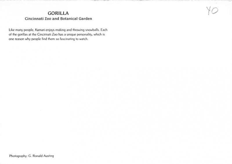 Gorila, Cincinnati Zoo 