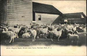 Florham Park New Jersey NJWhite Angora Goats Brook Lake Farm c1905 Postcard