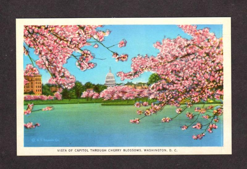 DC Capitol Cherry Blossoms Washington DC Postcard Cherry Blossom Tree