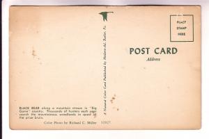 Black Bear Drinking from a River,