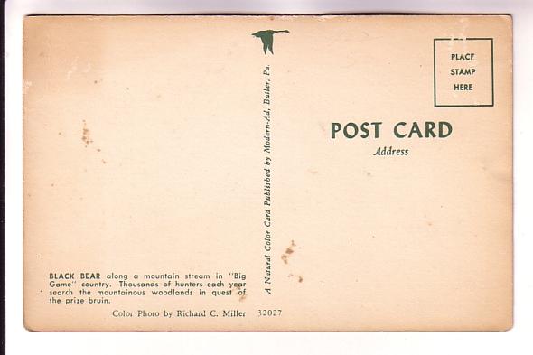 Black Bear Drinking from a River,