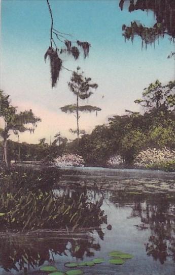 Florida Wakulla On The Jungle Cruise Albertype