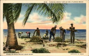Biscayne Key Florida Turning Green Turtles Beach  c1930-50s Vintage Postcard