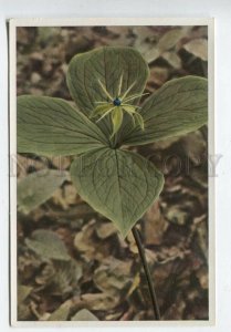 427968 Flower Paris quadrifolia Vintage Sammelwerk Tobacco Card w/ ADVERTISING