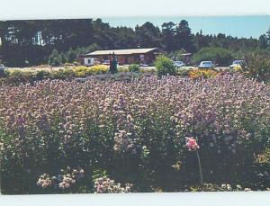 Unused Pre-1980 BOTANICAL GARDEN Fort Bragg California CA hn3768-16