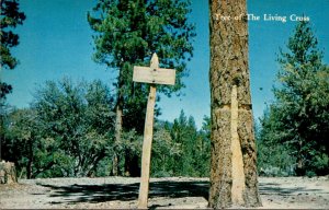 California Big Bear Lake In The San Bernardino Mountains Tree Of The Living C...