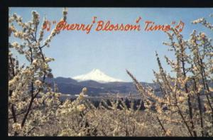 Postcard Cherry Blossoms/Mt Hood/Oregon/OR