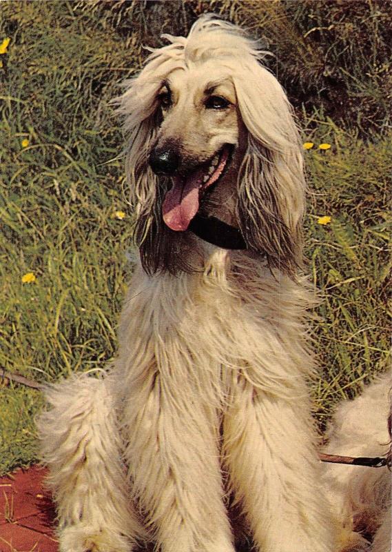 BR88847 dog chien  animal animaux Shetland Collie