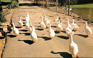 Indian Evansville Ducks At Mesker Zoo