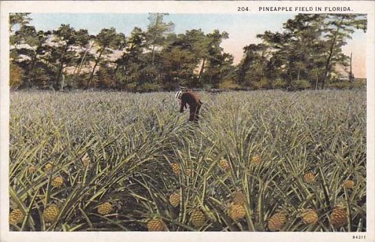 Florida Pineapple Field In Florida