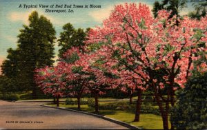 Louisiana Shreveport Typical View Of Red Bud Trees In Bloom Curteich