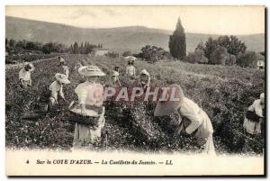 Old Postcard On The Cote d & # 39Azur Picking Jasmine