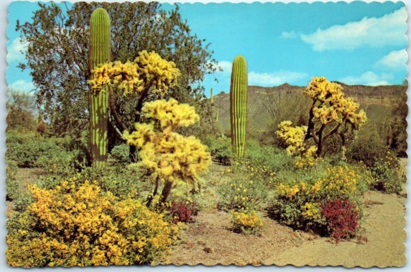 Postcard - Spring's Colorful Touch Brightens the Desert, Arizona