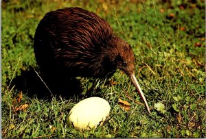 New Zealand Birds Kiwi and Egg