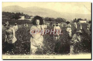 COPY On the French Riviera Picking Jasmine