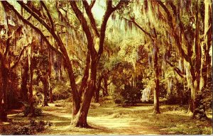 Moss Draped Live Oaks Vintage Postcard Standard View Card 