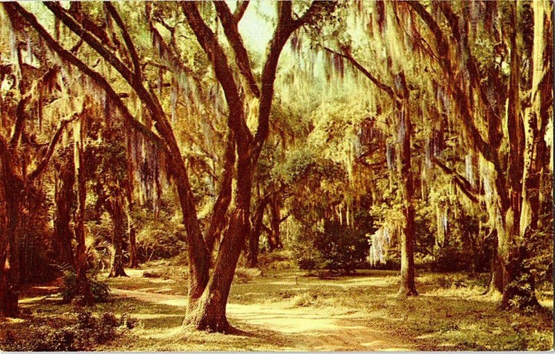 Moss Draped Live Oaks Vintage Postcard Standard View Card 