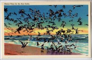 Dinner-Time for the Sea Gulls