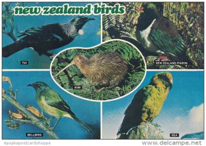 New Zealand Birds Tui Pigeon Bellbird and Kea