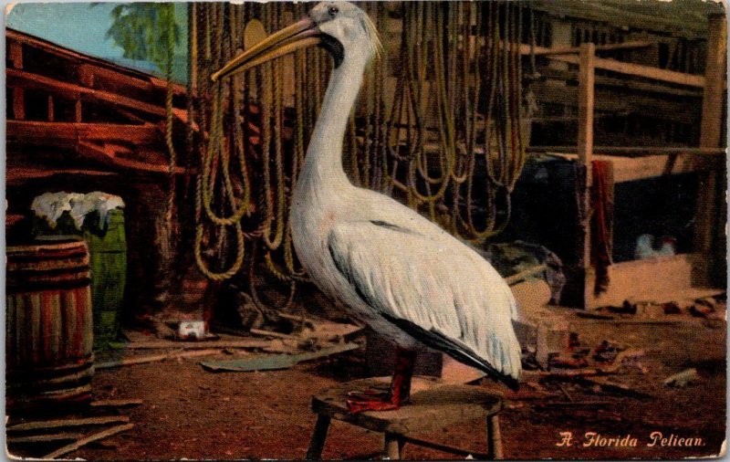 Florida Punta A Florida Pelican