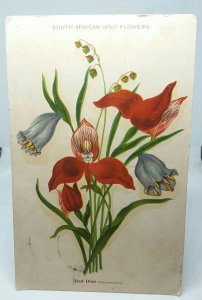 South African Wild Flowers Red Disa Vintage Postcard