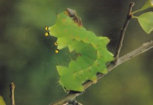 Indian Moon Moth Stratford Upon Avon Butterfly Farm Postcard