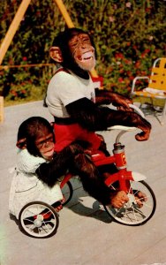 Florida Miami Chimpanzees Riding Tricycle At Monkey Jungle 1966