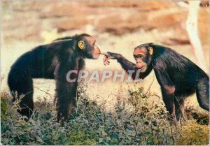 Modern Postcard Senegal Chimpanzees Monkeys