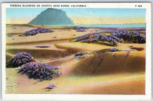 c1930s Los Angeles, Beach Sand Dunes, Cali. Verbena Flower Blooming Tichnor A203