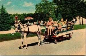 Fox River Picnic Grove, Fox River Grove IL Vintage Postcard F68