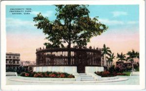 HAVANA, Cuba     FRATERNITY TREE   Fraternity Park    c1920s      Postcard