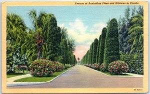 M-45619 Avenue of Australian Pines and Hibiscus in Florida USA