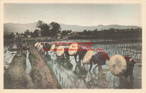 Japan, Rice Farming