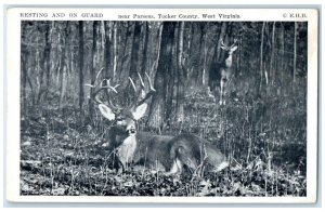 Resting And On Guard Near Parsons Tucker County West Virgina WV, Deer Postcard