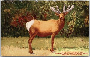 American Wapiti (Elk) Two Months Growth, New York Zoological Park, Postcard