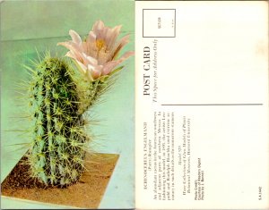 Echinocereus Engelmanh (16688