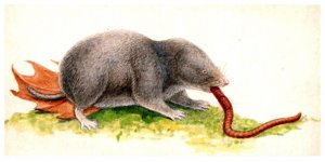 Shorttail Shrew